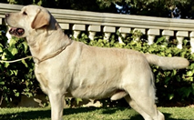 Labrador Retriever Macho - Ch Kowalski Buffalo Bill