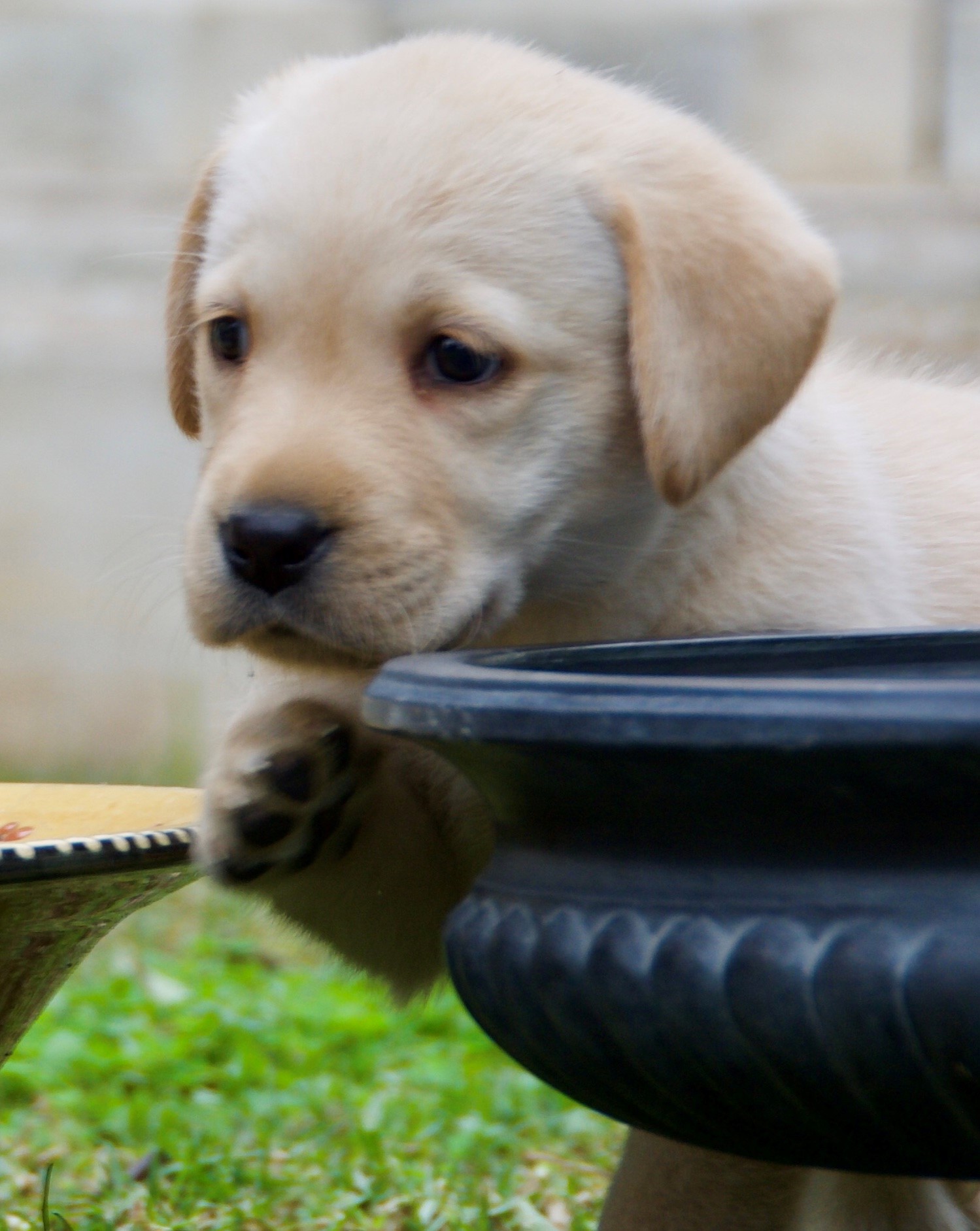 Cachorros Labrador Retriever