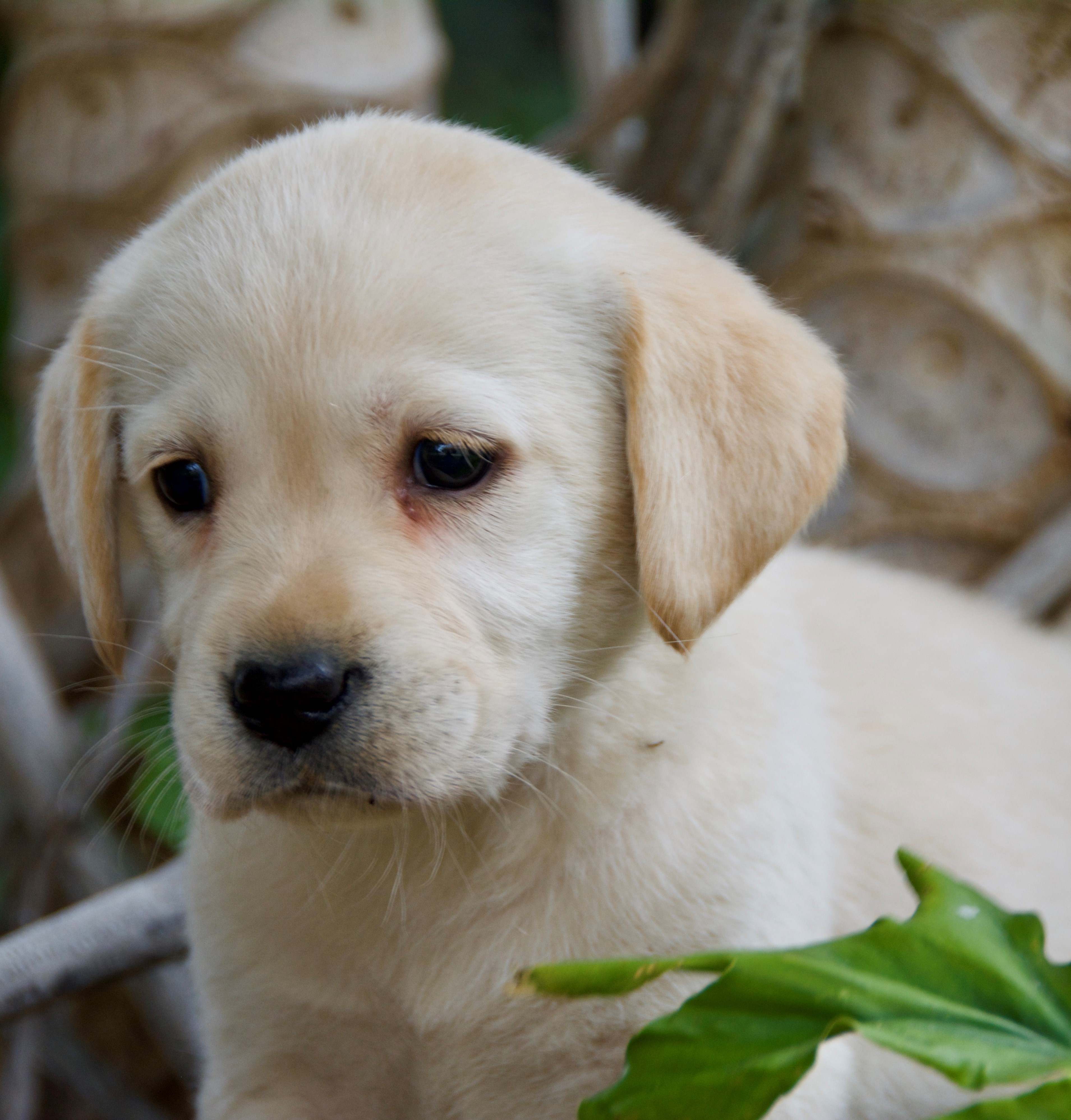 Cachorros Labrador Retriever