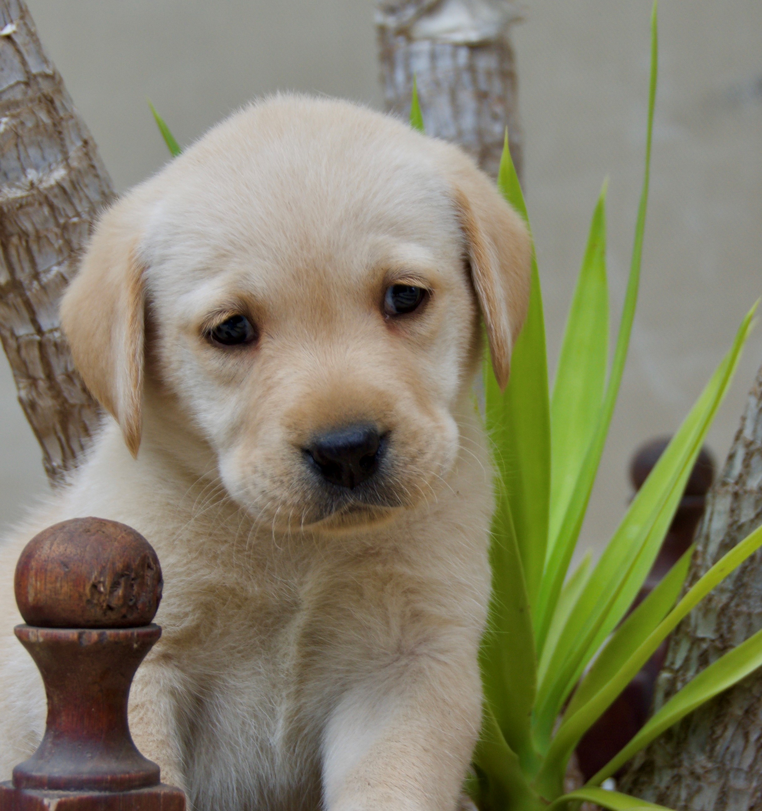 Cachorros Labrador Retriever