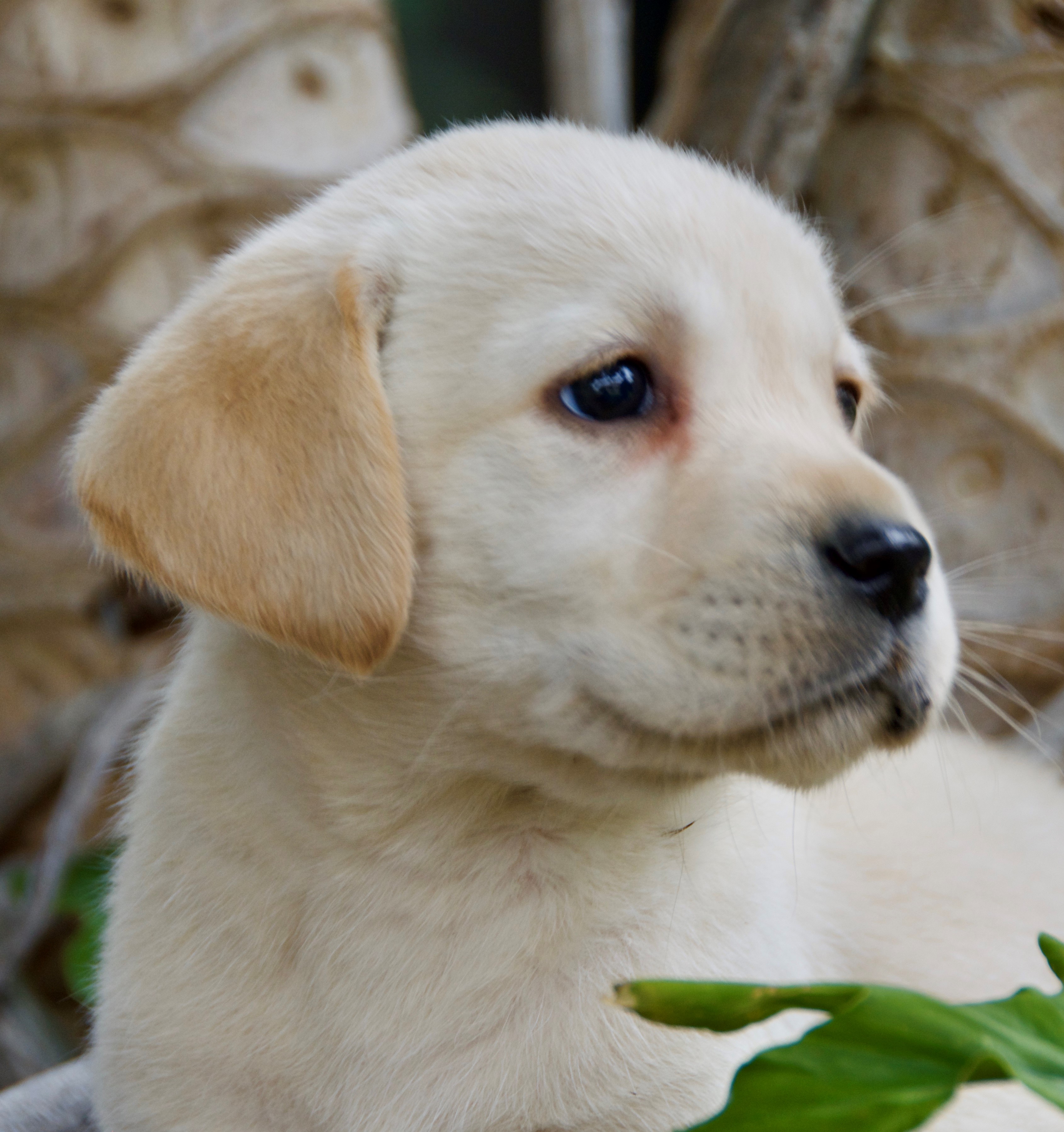 Cachorros Labrador Retriever