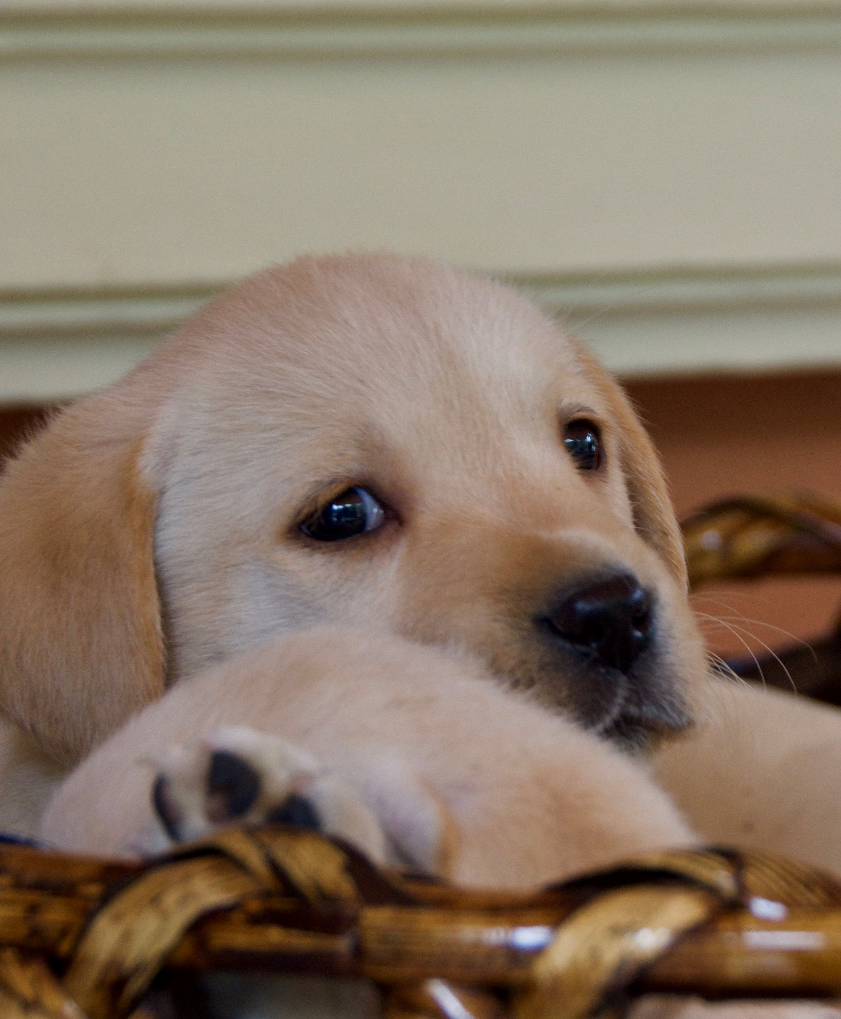 Cachorros Labrador Retriever