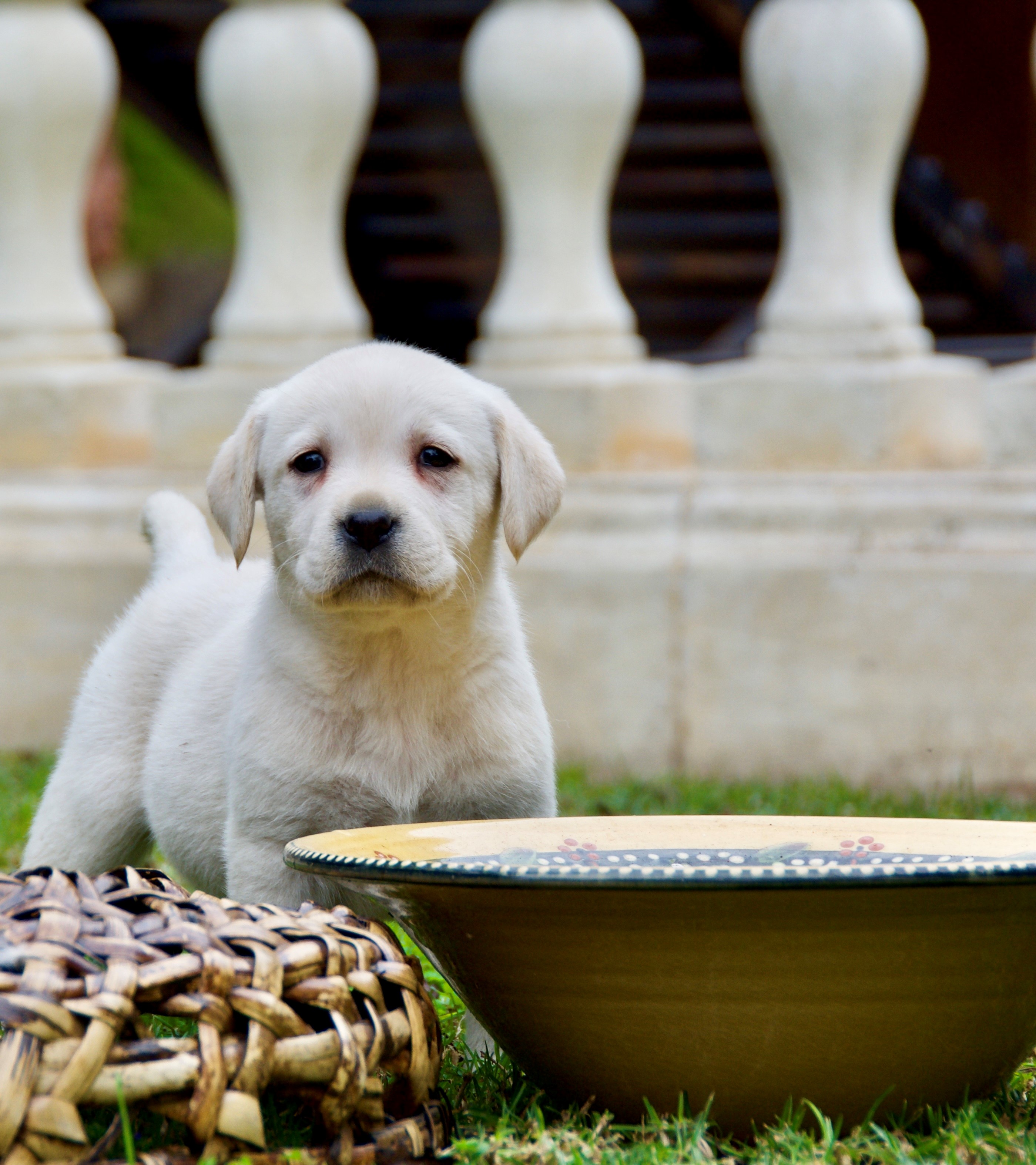 Cachorros Labrador Retriever