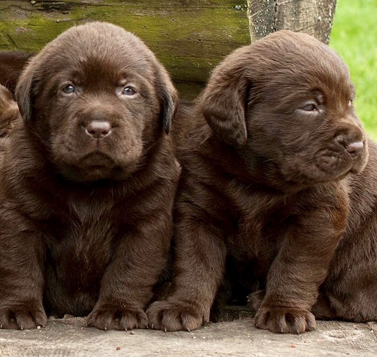 Cachorros Labrador Retriever