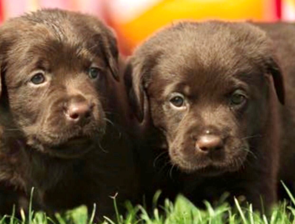 Cachorros Labrador Retriever