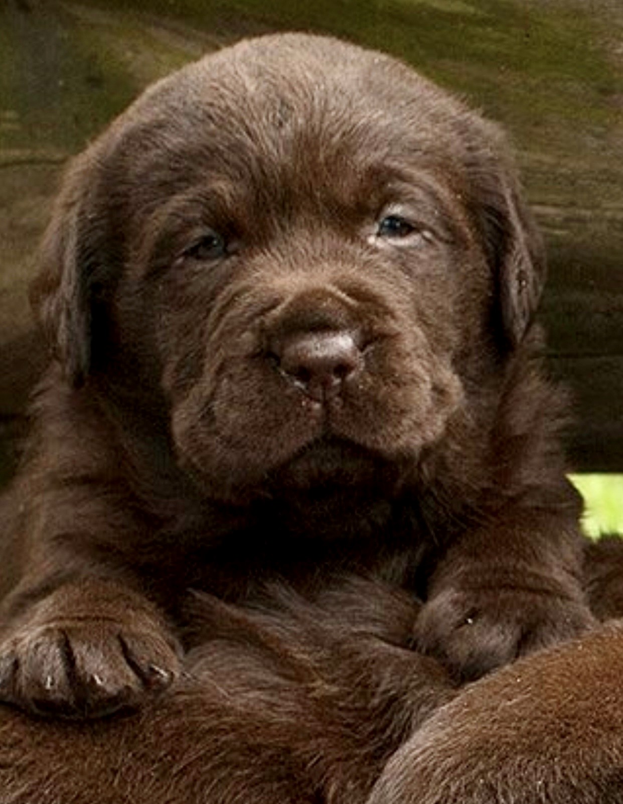 Cachorros Labrador Retriever