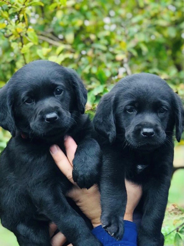 Cachorros Labrador Retriever