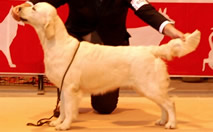 Hembra Golden Retriever - Kowalski Trebol