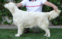 Hembra Golden Retriever - Kowalski Guadalupe