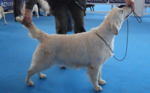 Hembra Golden Retriever - Piedra Plata