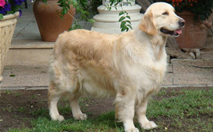 Hembra Golden Retriever - Kowalski Cleopatra