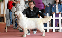 Hembra Golden Retriever - Kowalski Gabriela