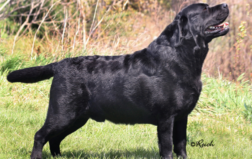 fotos de perros labradores adultos