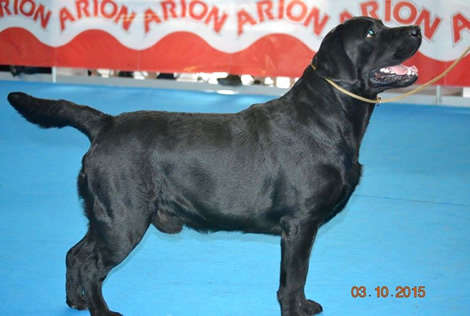 Noticias Labrador