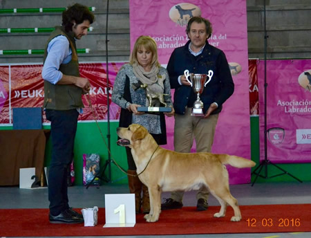 Labrador Navacerrada