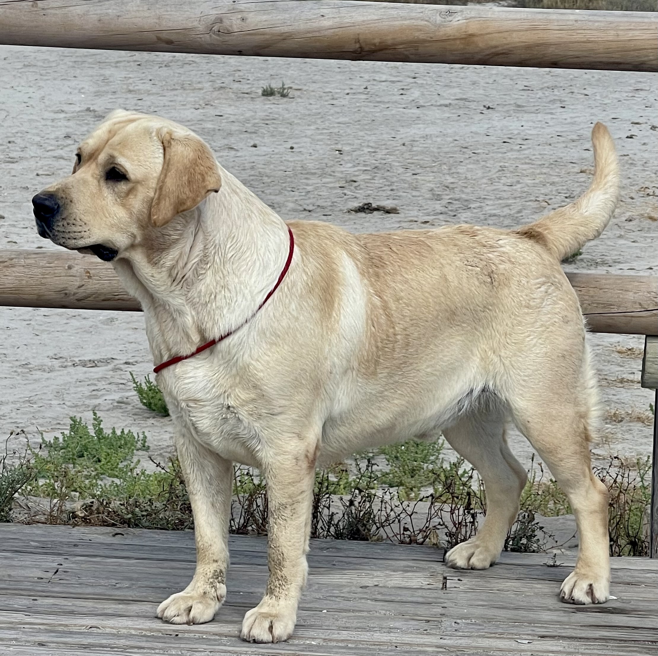 Labrador Retriever Macho - Kowalski San Francisco