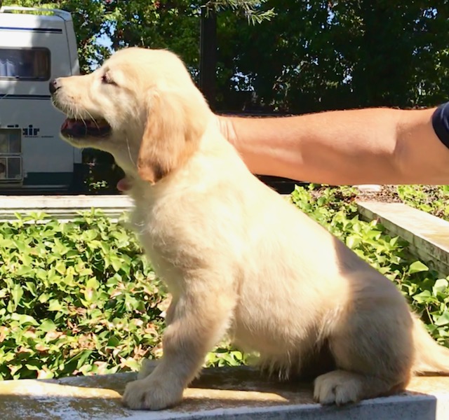 Golden Retriever,Labrador Retriever,Jack Russell Terrier,Cachorros