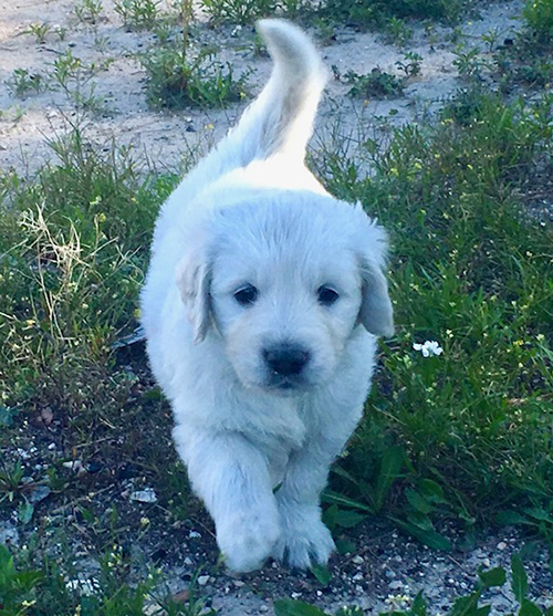 Golden Retriever,Labrador Retriever,Jack Russell Terrier,Cachorros